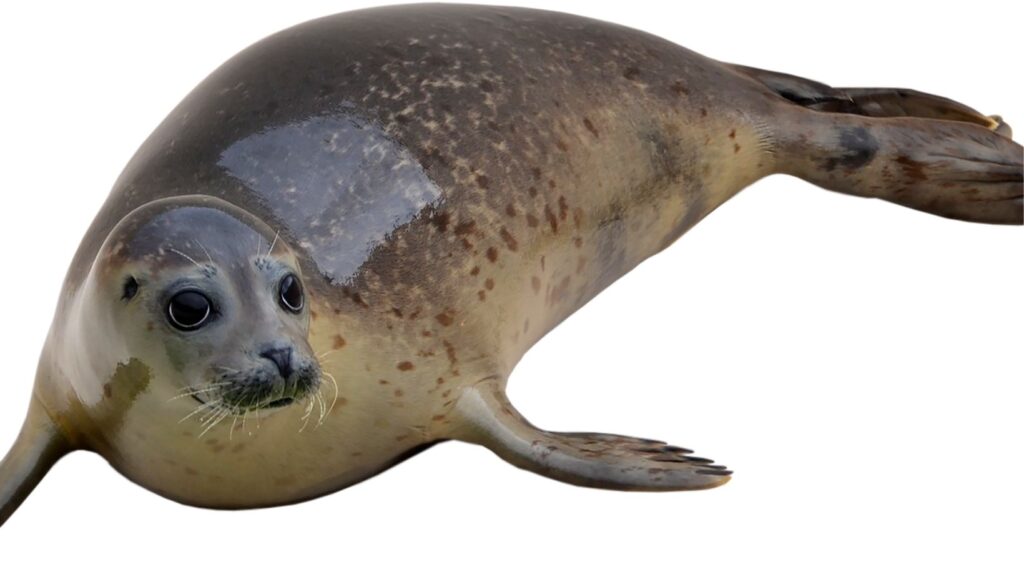 clipart:jq6g95lscjg= seal